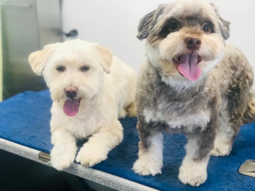 Van móvel de cuidados com animais de estimação atendendo um cachorro feliz na Califórnia