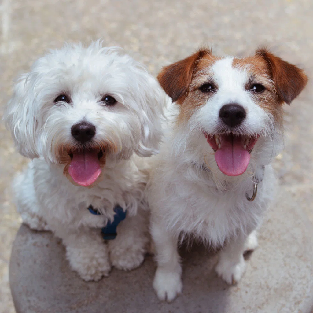 Mobile pet grooming van providing professional dog grooming services at customer location