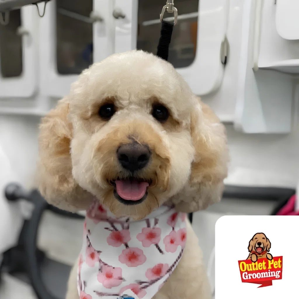Professional pet grooming service being performed inside mobile van in Burlingame